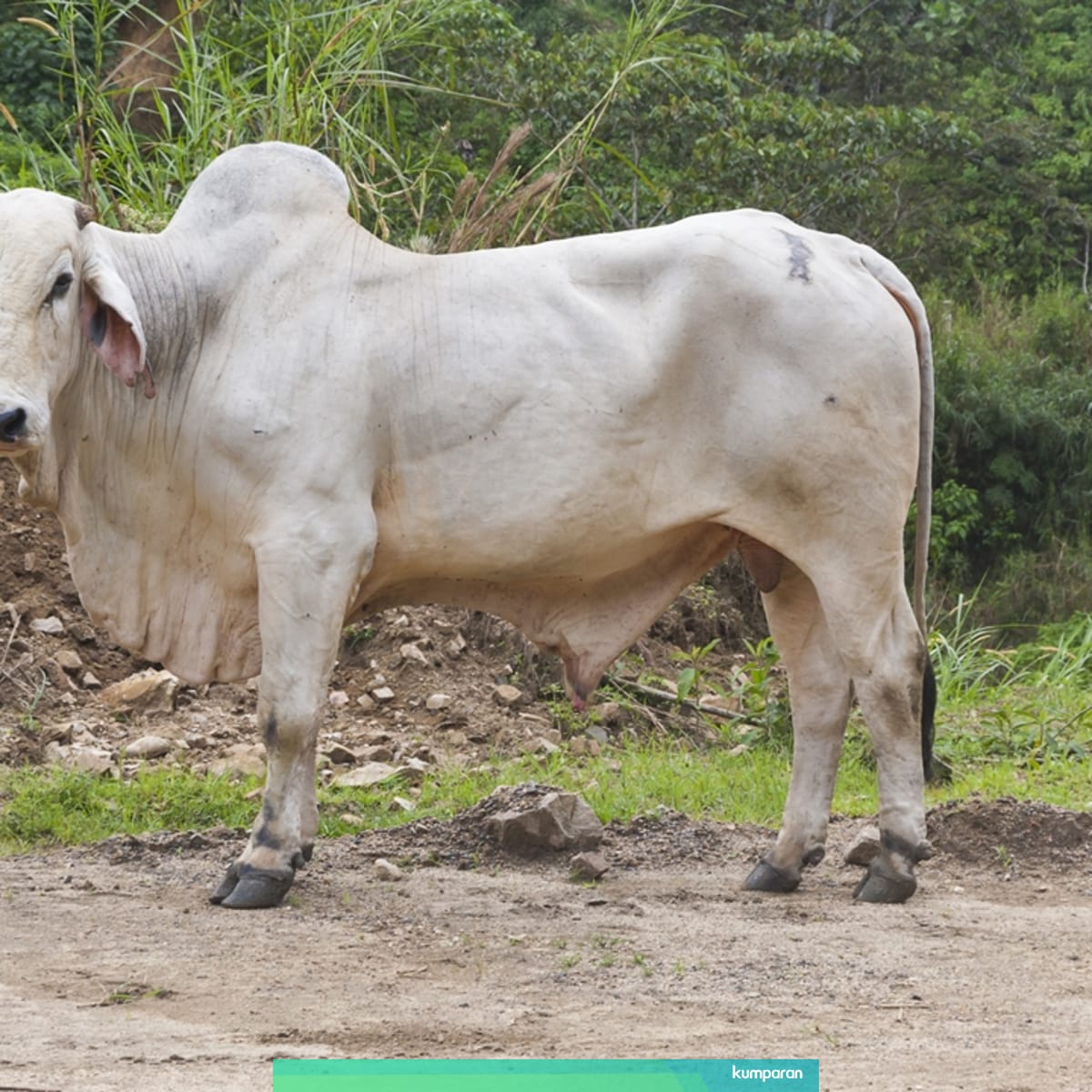 Mengenal Sapi Brahman Yang Jadi Hewan Kurban Sri Mulyani Kumparan Com
