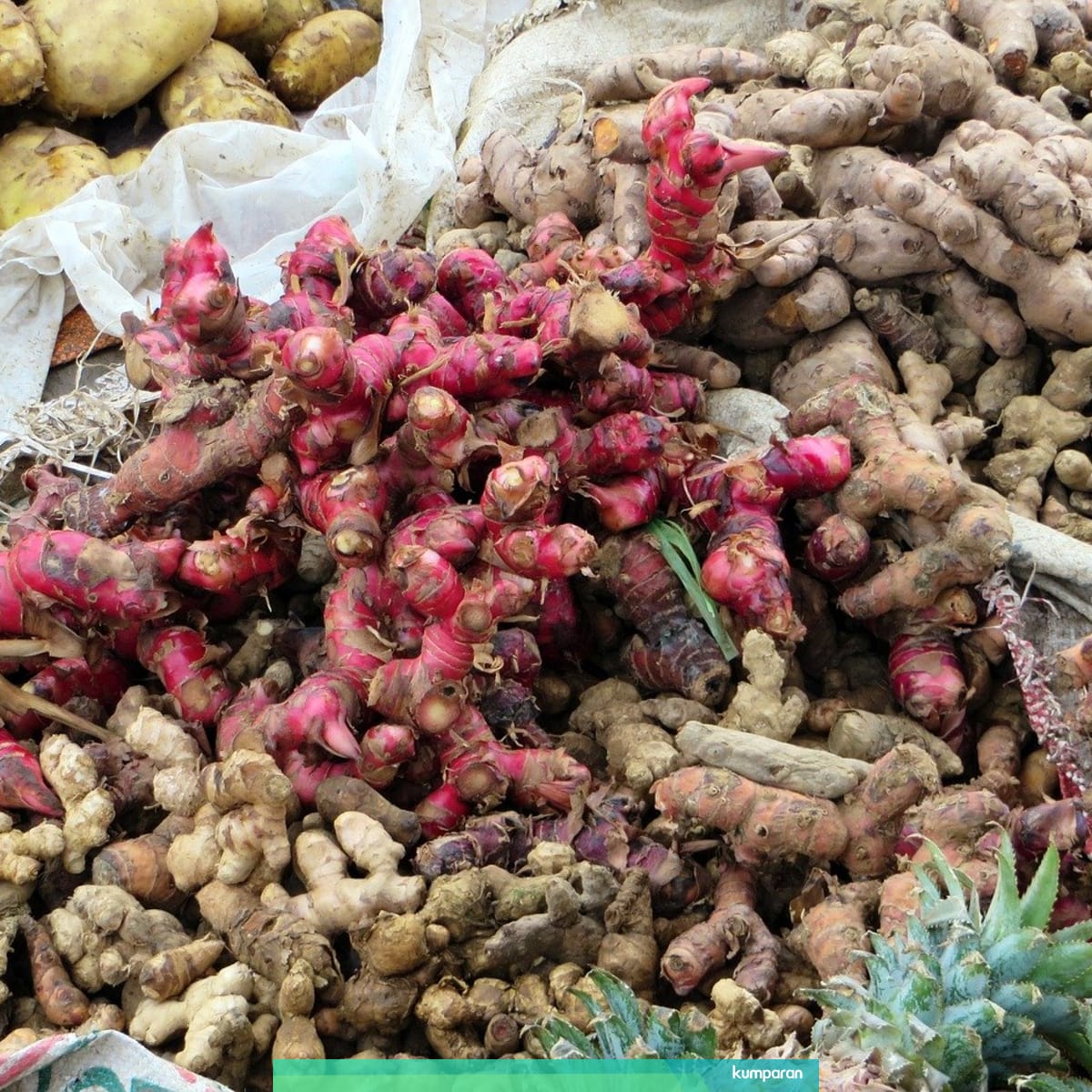 Dipercaya Bisa Tangkal Corona Harga Jahe Merah Melonjak Jadi Rp 100 000 Per Kg Kumparan Com