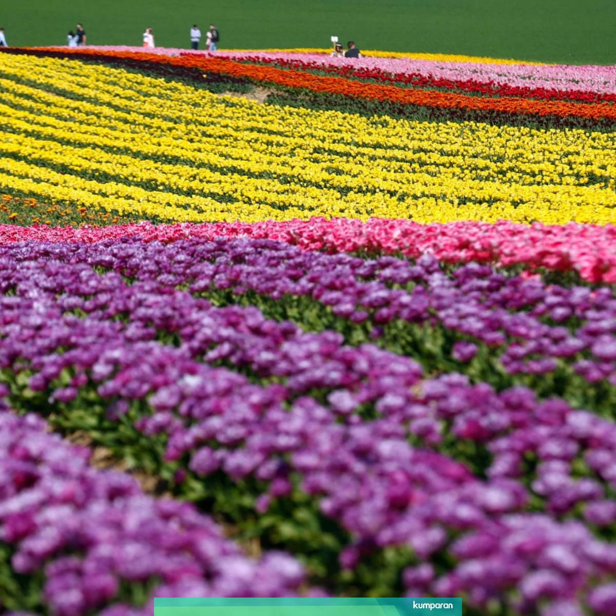 Foto Keindahan Hamparan Bunga Tulip Bermekaran Di Jerman