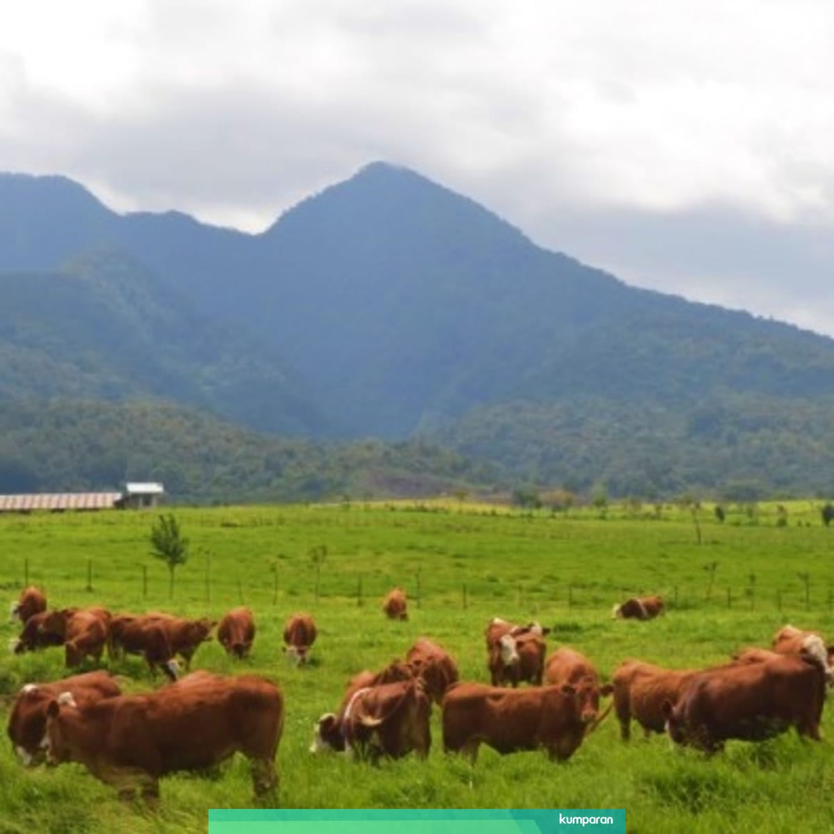 Padang Mengatas Peternakan Ala Selandia Baru Di Tanah Minang Kumparan Com