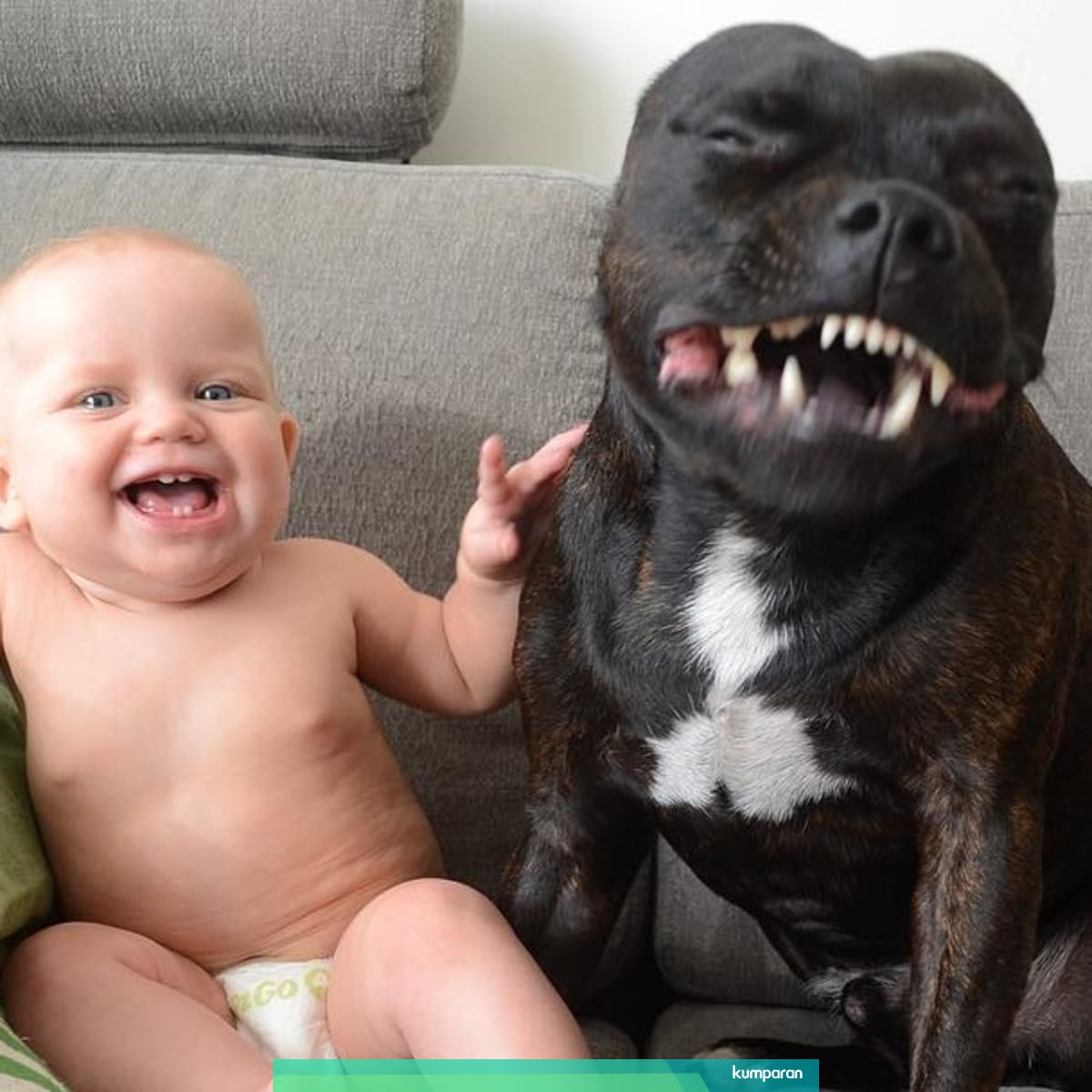 Memahami Watak Pitbull Agar Kasus Bocah Digigit Anjing Tak Terulang Kumparan Com