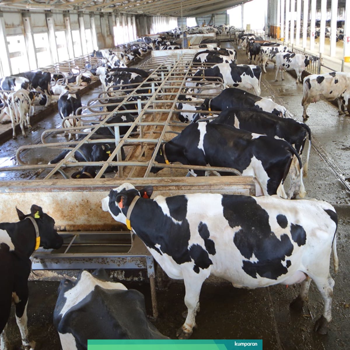 Ketersediaan Pakan Sapi Perah Jadi Masalah Utama Produksi Susu Ri Kumparan Com