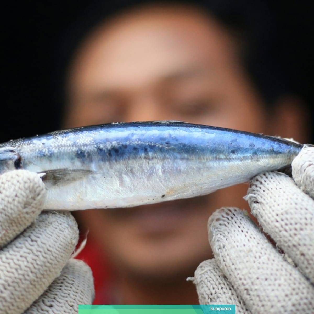 Mengenal Alat Tangkap Dan Jenis Ikan Yang Dihasilkan Kumparan Com