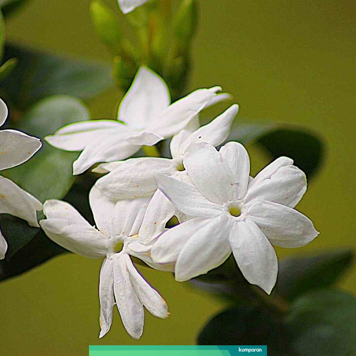 4 Jenis Bunga Yang Mudah Dipelihara Di Rumah Kumparan Com