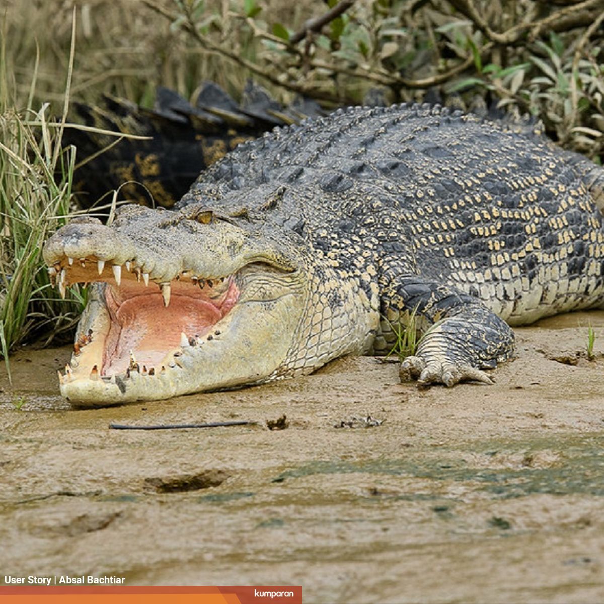 Fakta Fakta Mengerikan Buaya Muara Kumparan Com