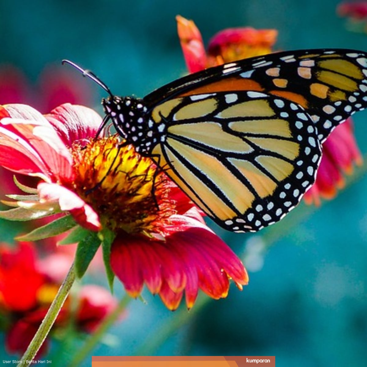 Penjelasan Dan Contoh Simbiosis Mutualisme Komensalisme Dan Parasitisme Kumparan Com