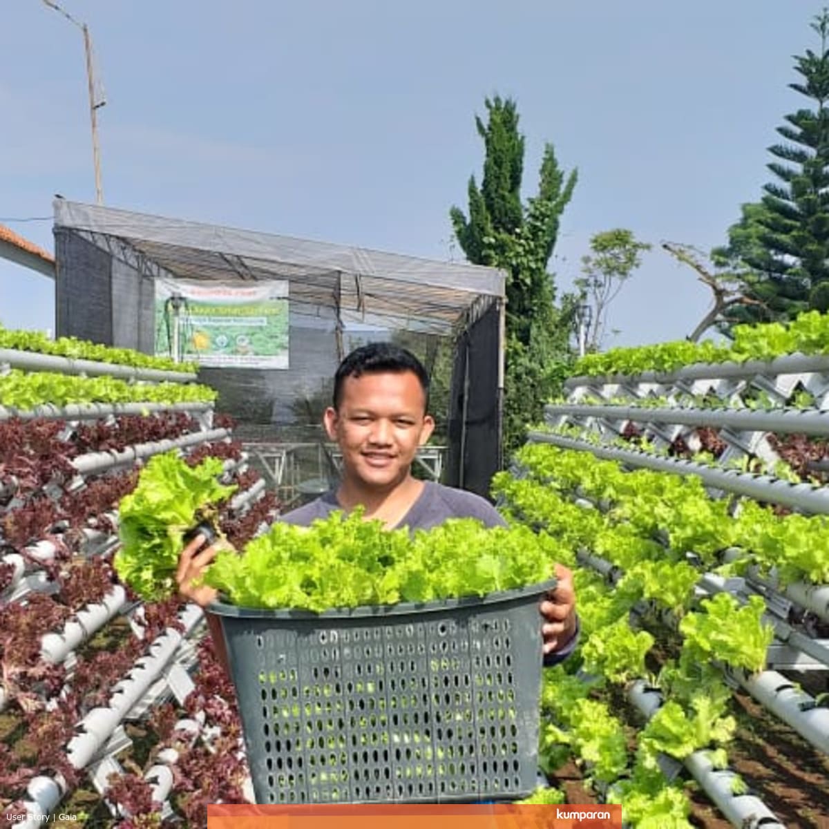 Geluti Hidroponik Ini Sosok Petani Milenial Dari Bogor Kumparan Com