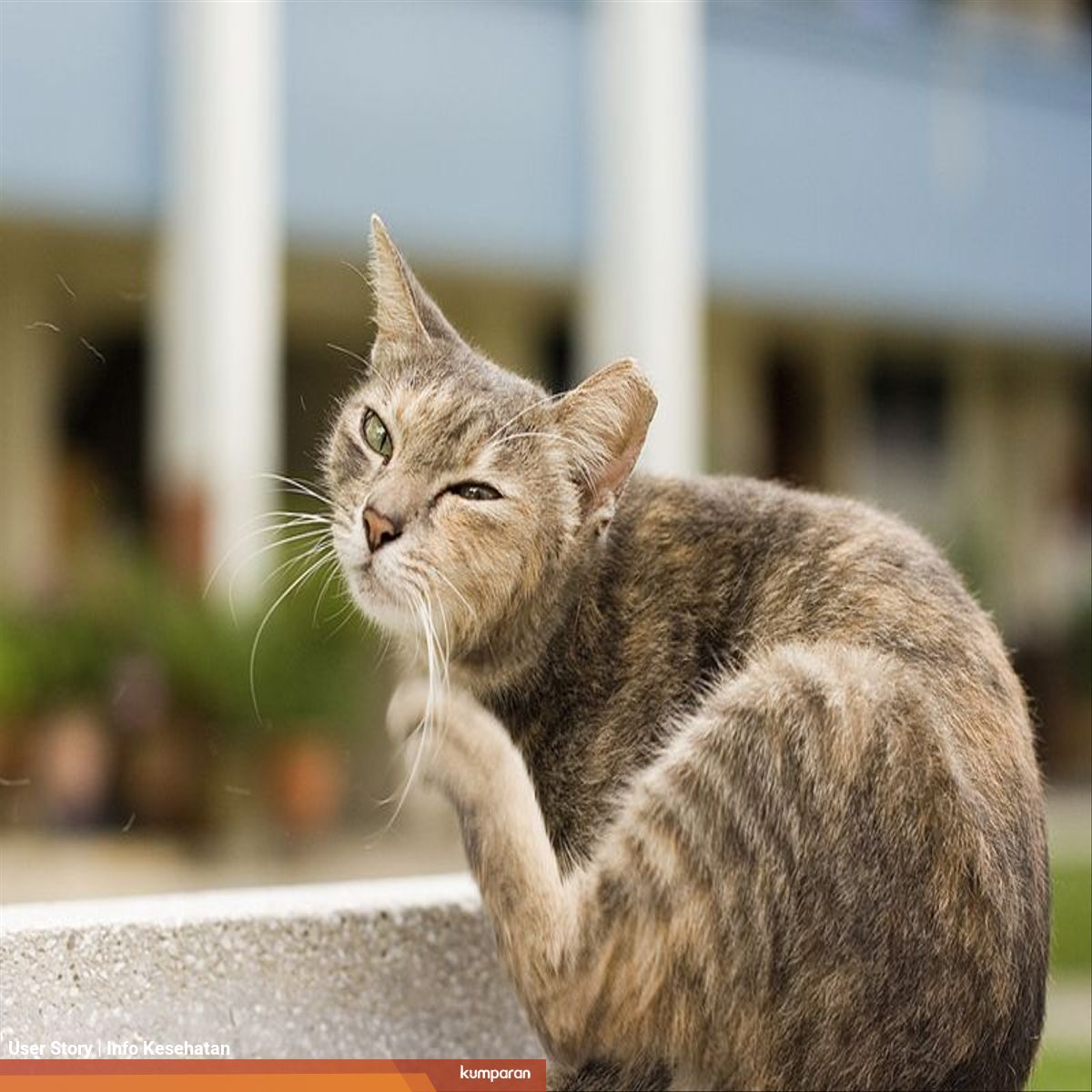 Mengenal Panleukopenia Pada Kucing Kumparan Com