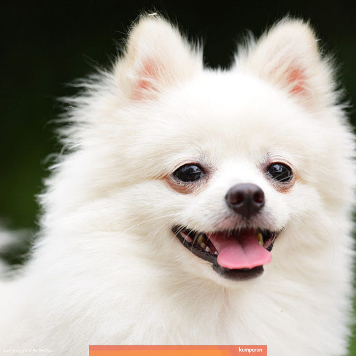 Yuk Follow 5 Akun Dogstagram Korea Ini Kumparan Com