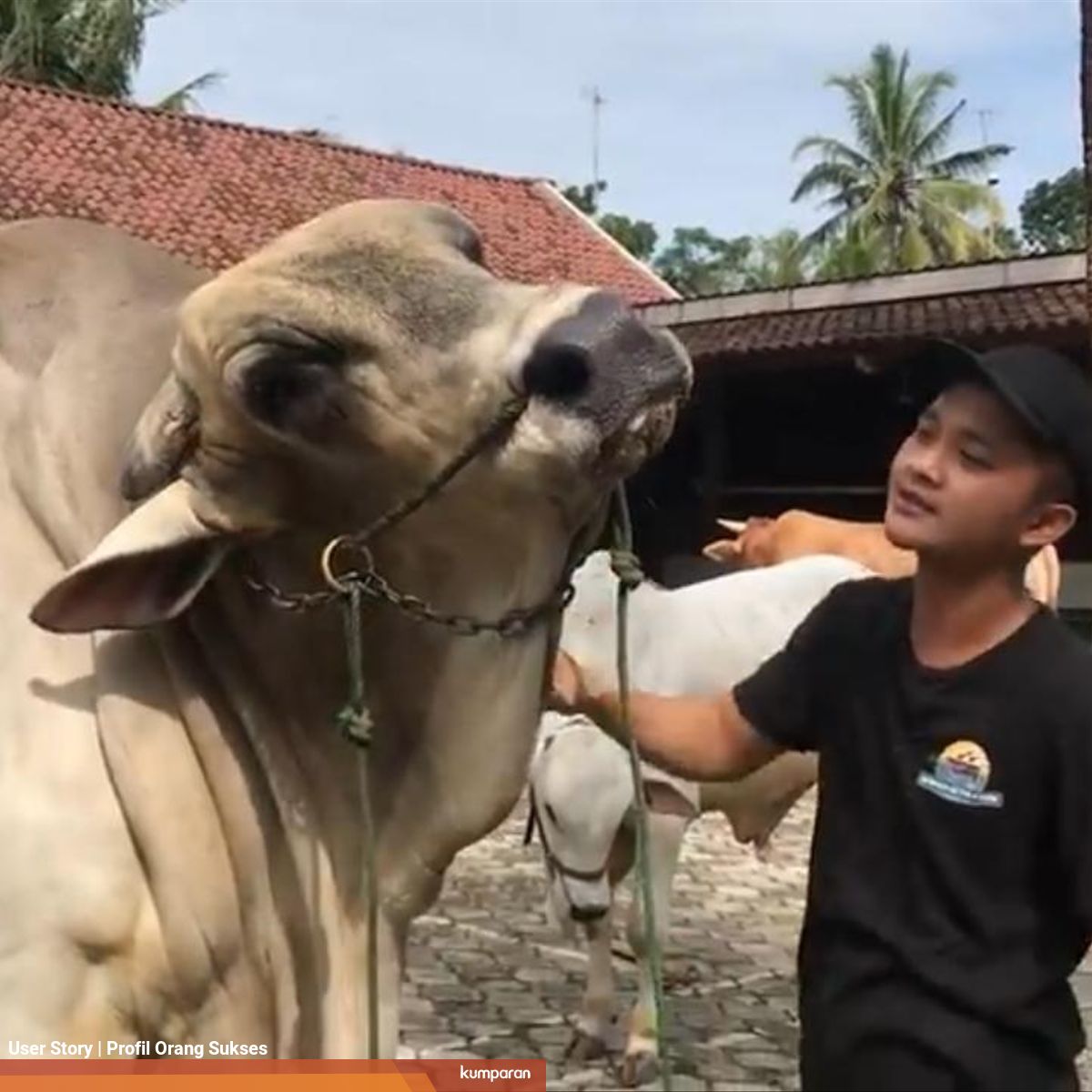 Mengenal Hermawan Mahasiswa Yang Raup Miliaran Dari Beternak Sapi