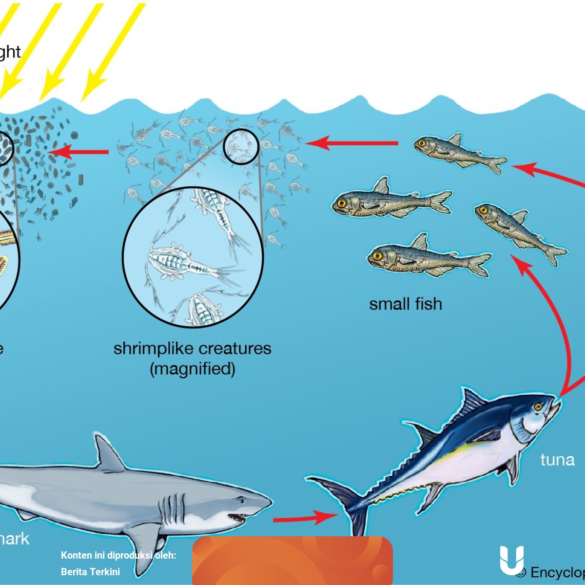 Rantai Makanan Pada Ekosistem Perairan Kita