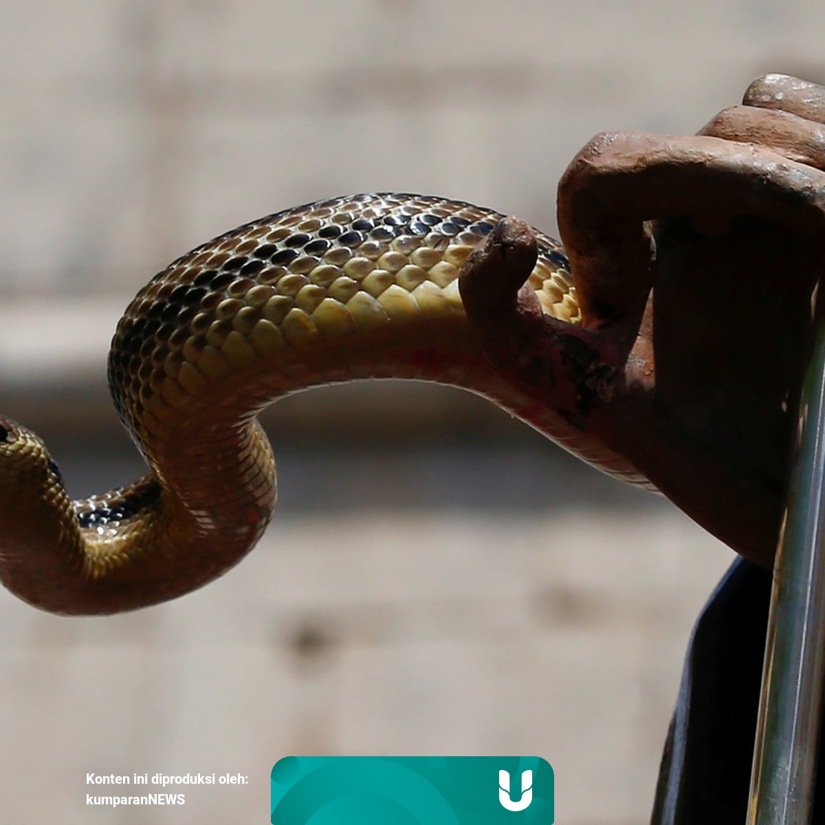 Mimpi Ular Masuk Rumah Dan Dibunuh