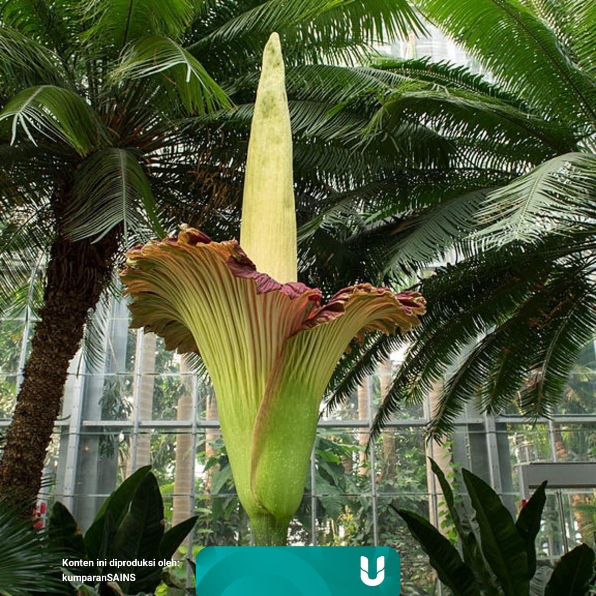 Bunga Bangkai Indonesia Mekar Di New York Kumparan Com