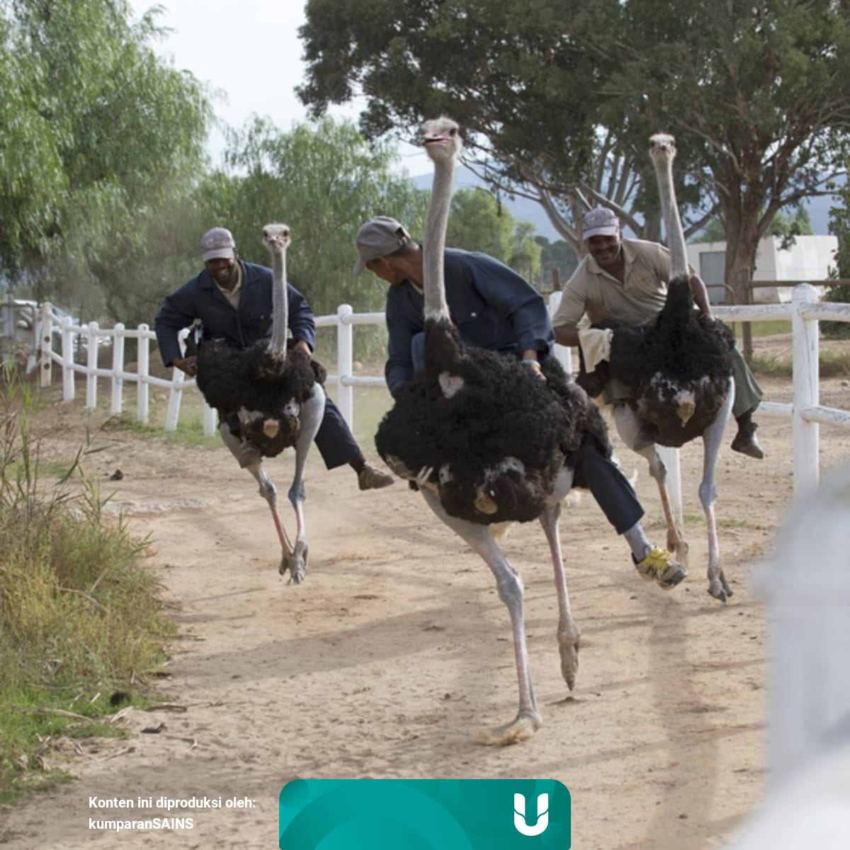 Evolusi Bikin Burung Unta Dan Kasuari Tak Bisa Terbang Kumparan Com