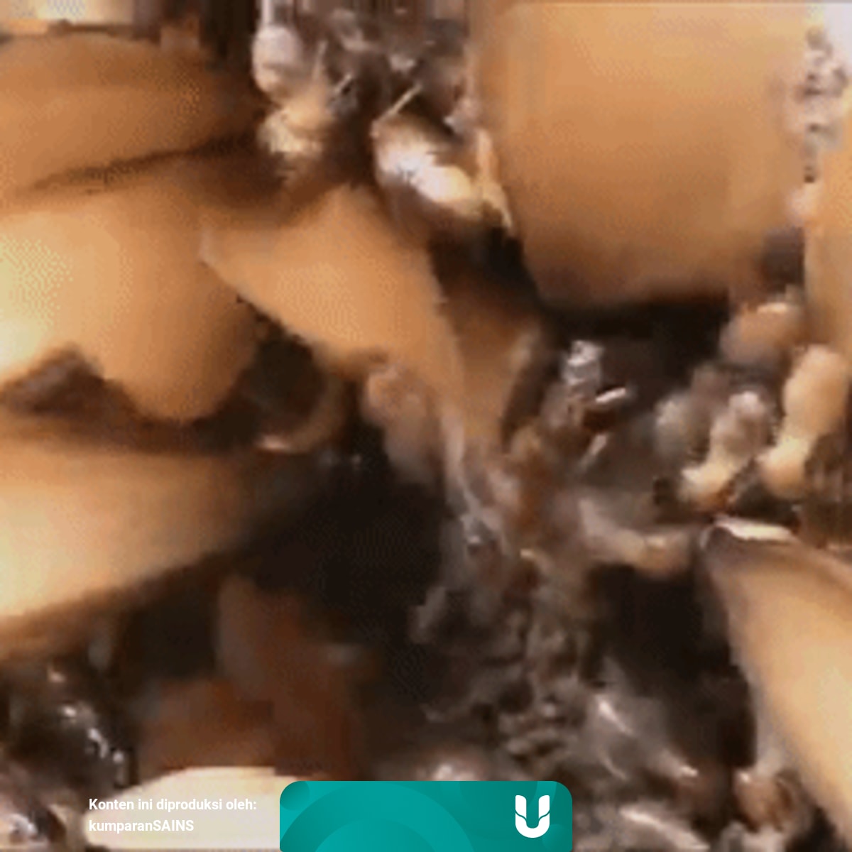 Laron Mencari Cinta Kumparan Com