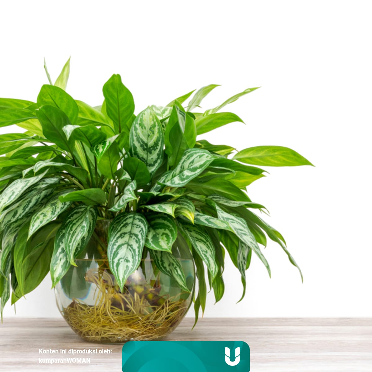 5 Cara Merawat Aglaonema Tanaman Hias Yang Tengah Menjadi Primadona Kumparan Com