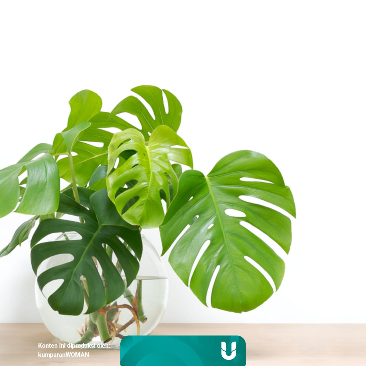 5 Jenis Tanaman Hias Yang Viral Selama Pandemi Ada Monstera Hingga Aglaonema Kumparan Com