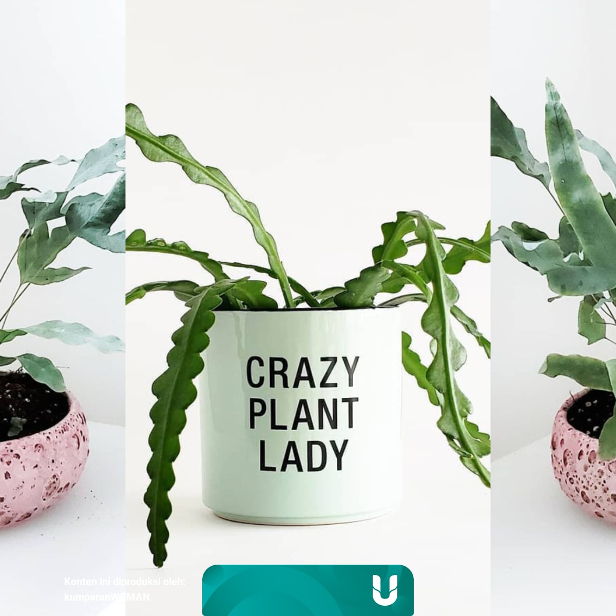 10 Tanaman Hias Yang Diprediksi Akan Tren Di 2021 Ada Kaktus Tulang Ikan Kumparan Com