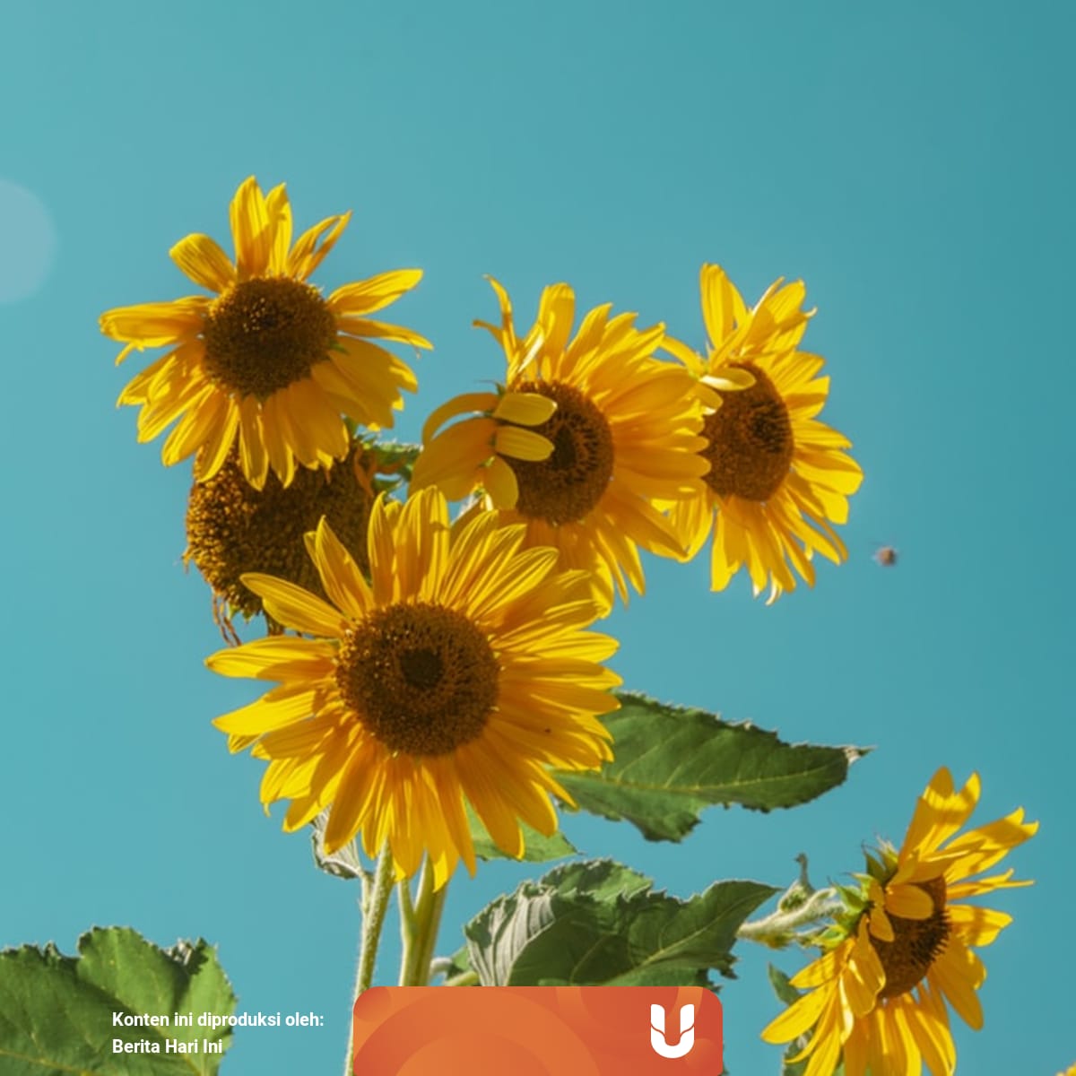 5 Manfaat Bunga Matahari Yang Jarang Diketahui Kumparan Com