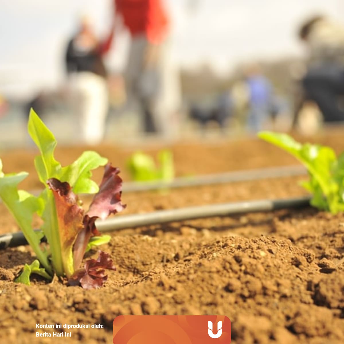Metode Perkembangan Vegetatif Buatan Pengertian Keuntungan Dan Contohnya Kumparan Com