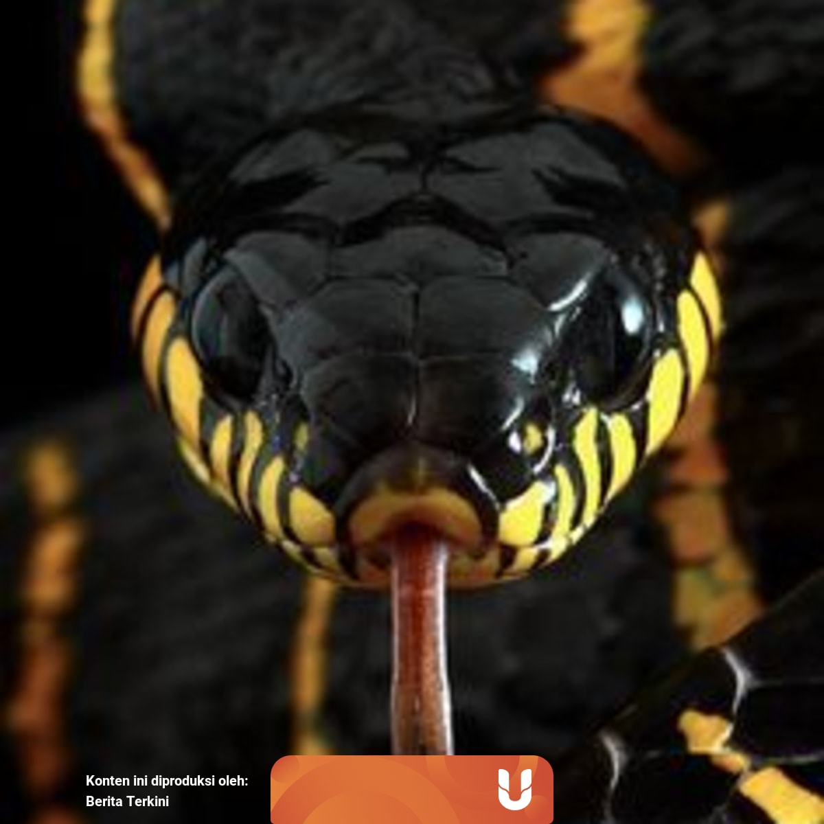 Tafsir Mimpi Digigit Ular Menurut Islam Dan Primbon Jawa Kumparan Com