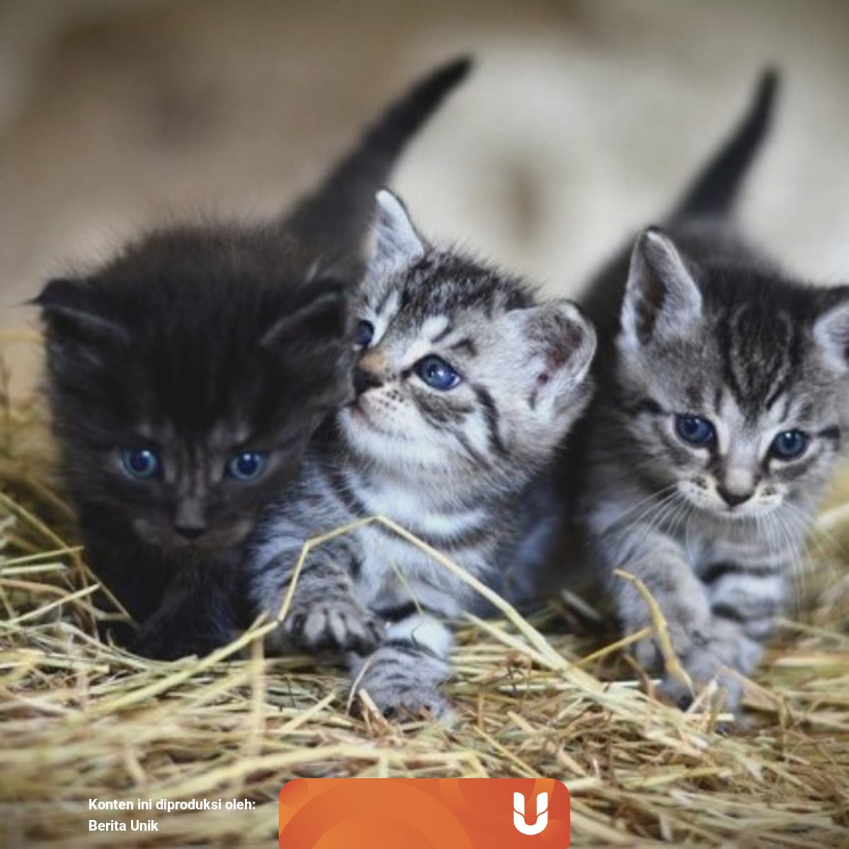 Kenapa Anak Kucing Dari Satu Induk Punya Warna Beda Beda Ini Alasannya Kumparan Com
