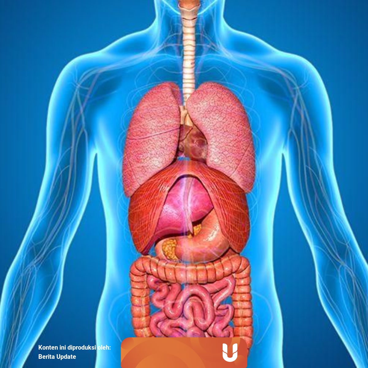 Sistem Ekskresi Manusia Dan Organ Yang Terlibat Di Dalamnya Ini Kamu Harus Tahu Kumparan Com