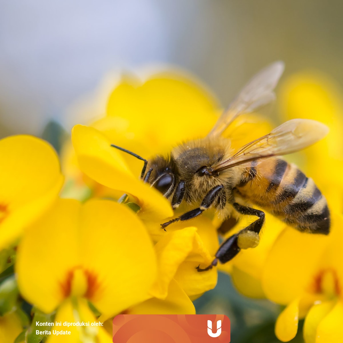 Simbiosis Mutualisme Antara Bunga Dan Lebah Begini Prosesnya Kumparan Com