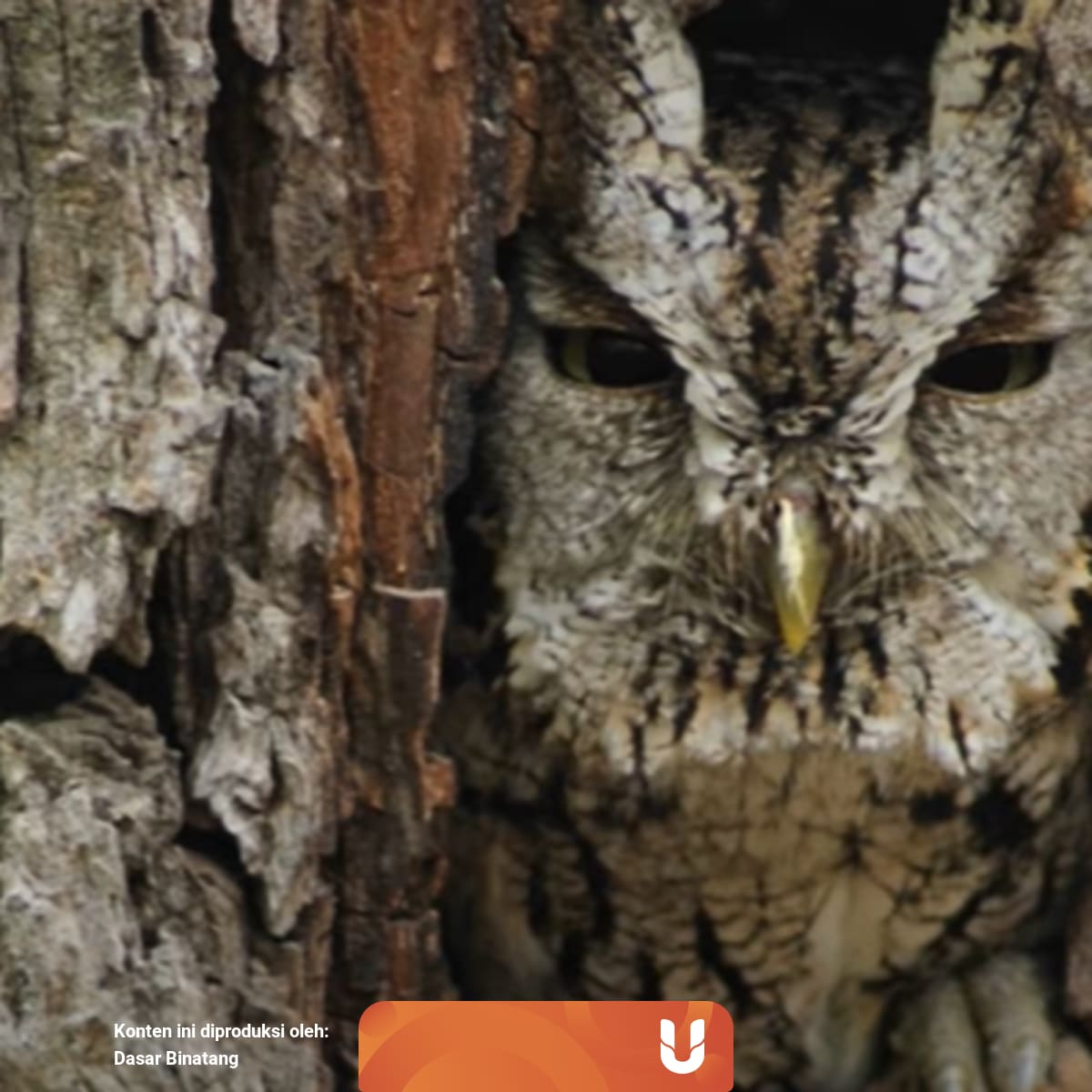 5 Hewan Yang Lihai Menyamar Kumparan Com