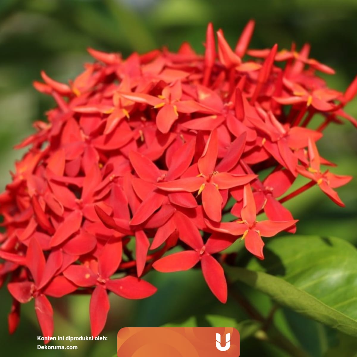 7 Macam Tanaman Perdu Yang Cocok Dijadikan Tanaman Hias Kumparan Com