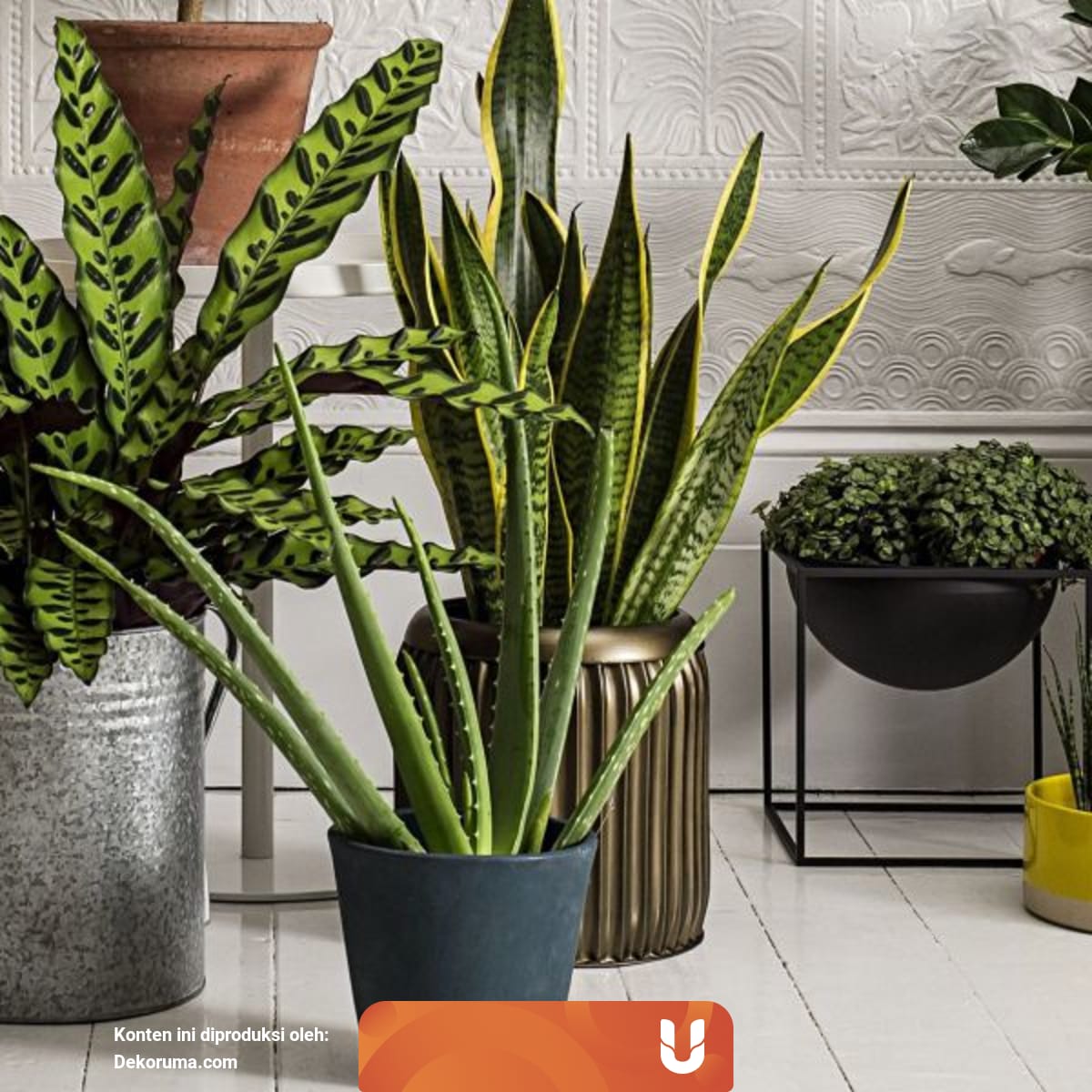 Biar Lebih Hoki Coba 6 Tanaman Depan Rumah Menurut Feng Shui Ini Kumparan Com