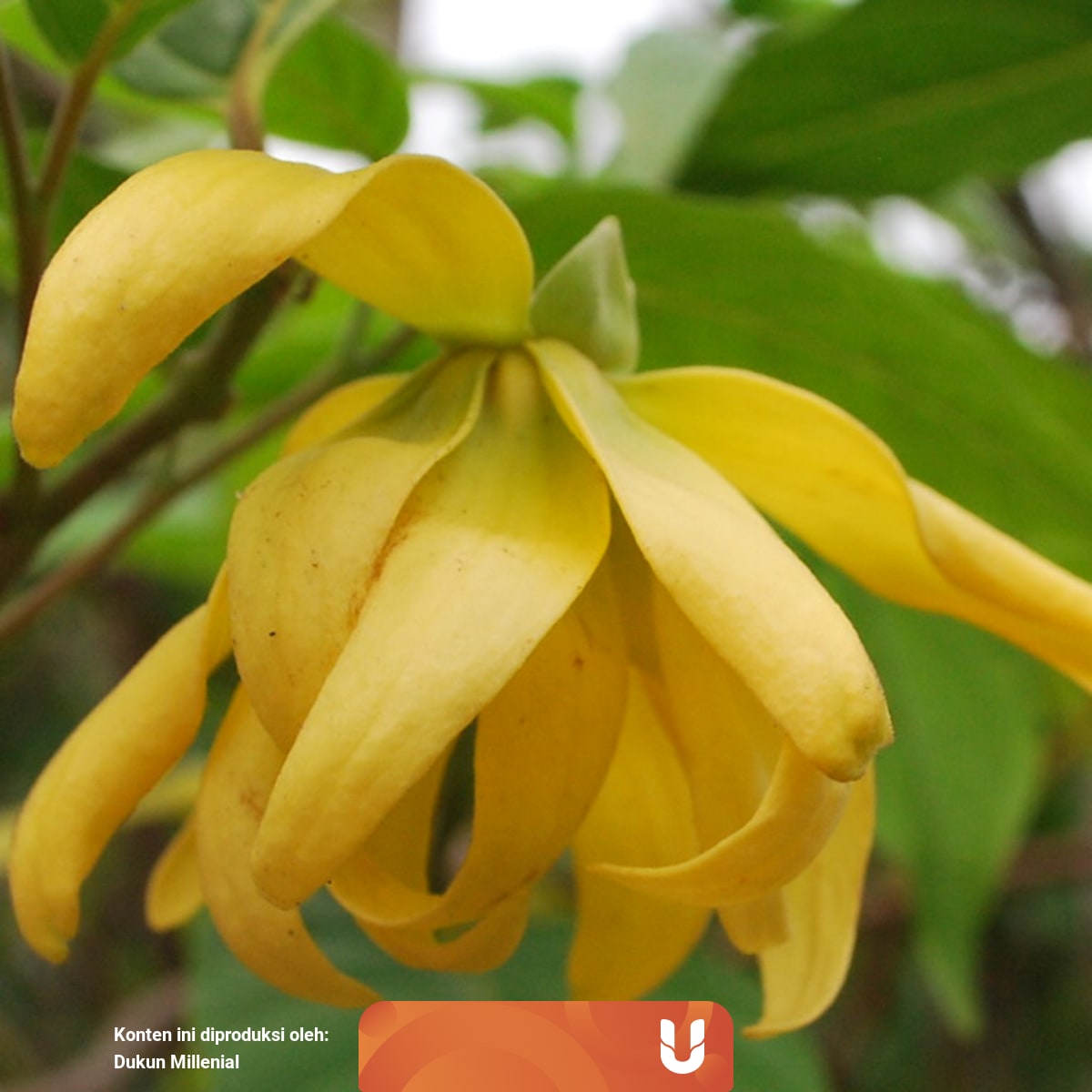 3 Mitos Bunga Kenanga Kumparan Com