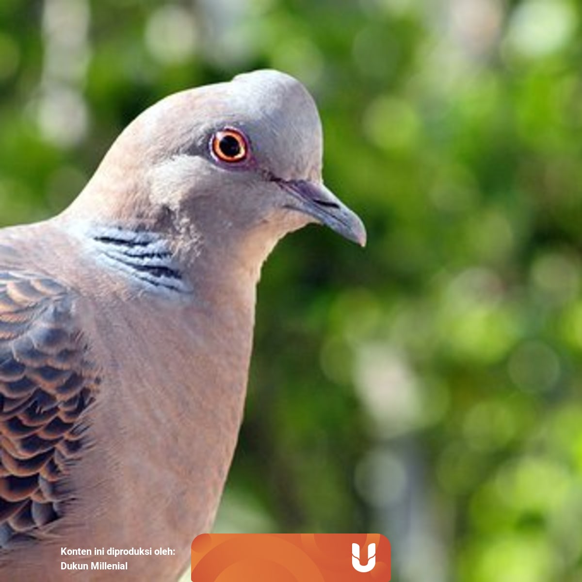 Mitos Gaib Tentang Burung Perkutut Kumparan Com Perkutut majapahit banyak di temui di daerah jawa timur,kususnya di daerah tuban dan sekitarnya yang mana sampai sekarang ini juga masih bisa kita temui di daerah hutan yang jarang di jamah. mitos gaib tentang burung perkutut
