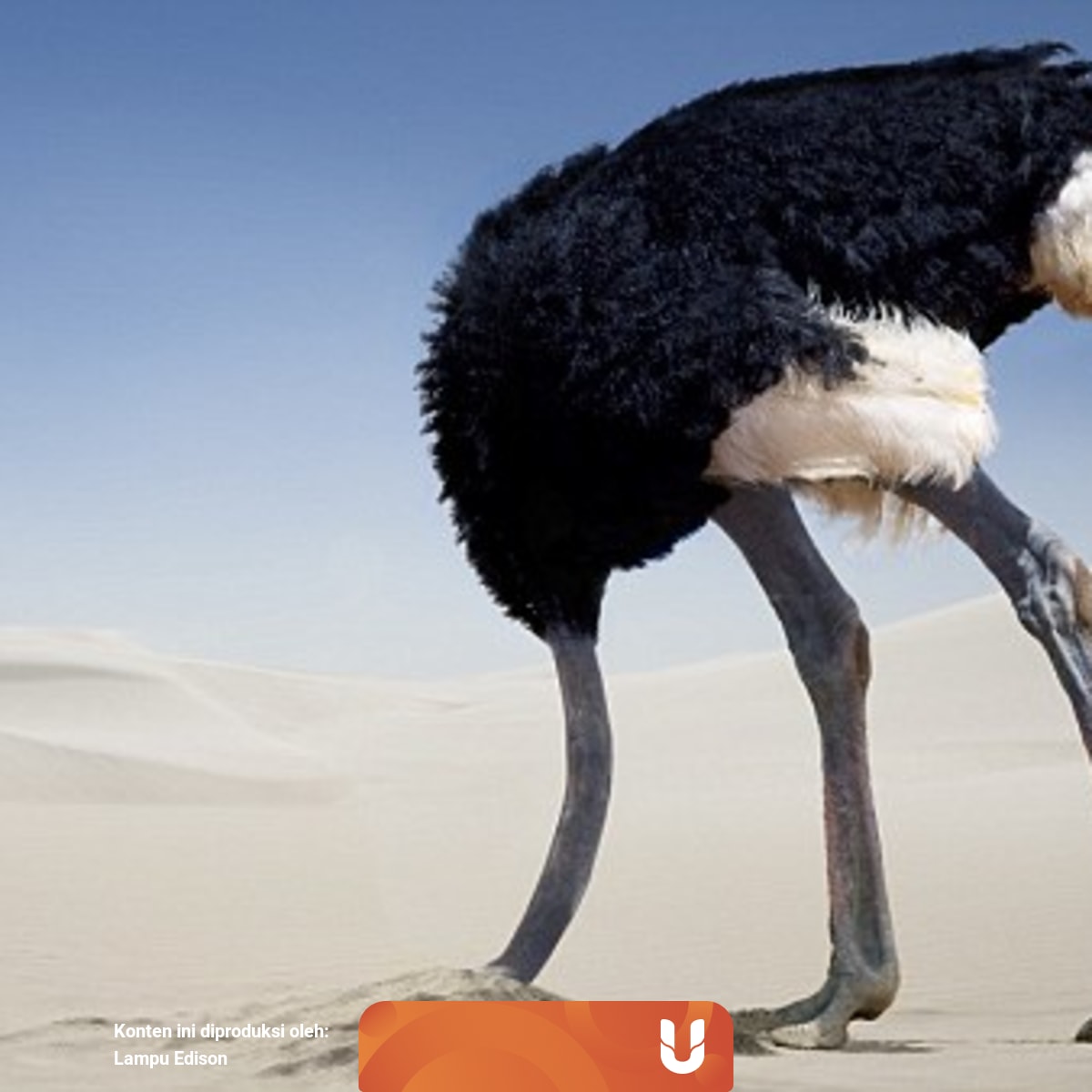 Burung Unta Tidak Menyembunyikan Kepalanya Ketika Ada Musuh Kumparan Com