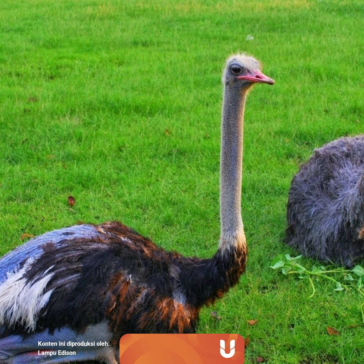 Burung Unta Burung Yang Mematikan Kumparan Com