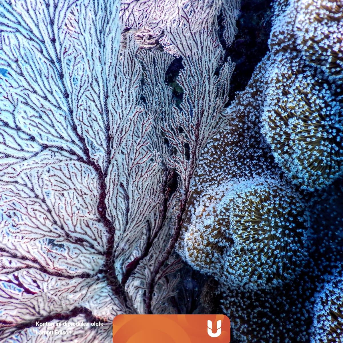 Penggunaan Tabir Surya Sunscreen Yang Merusak Terumbu Karang Kumparan Com