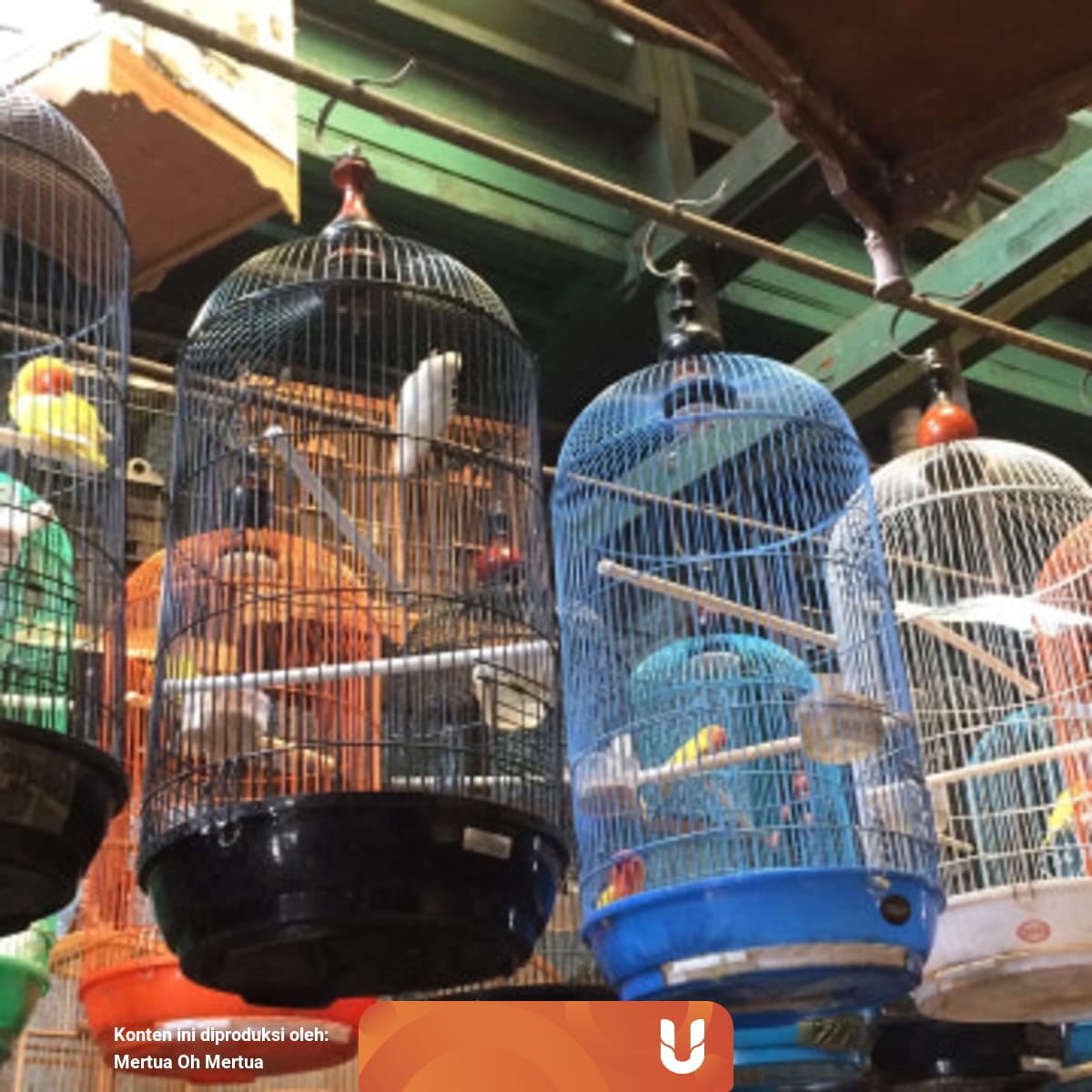 Bikin Resah Ayah Mertua Pelihara Banyak Burung Di Rumah Kumparan Com
