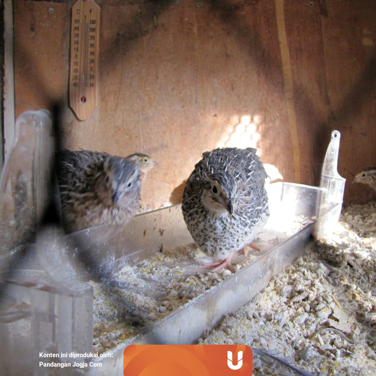 Burung Puyuh Bisa Bantu Mengentaskanmu Dari Kemiskinan Dalam 45 Hari Kumparan Com