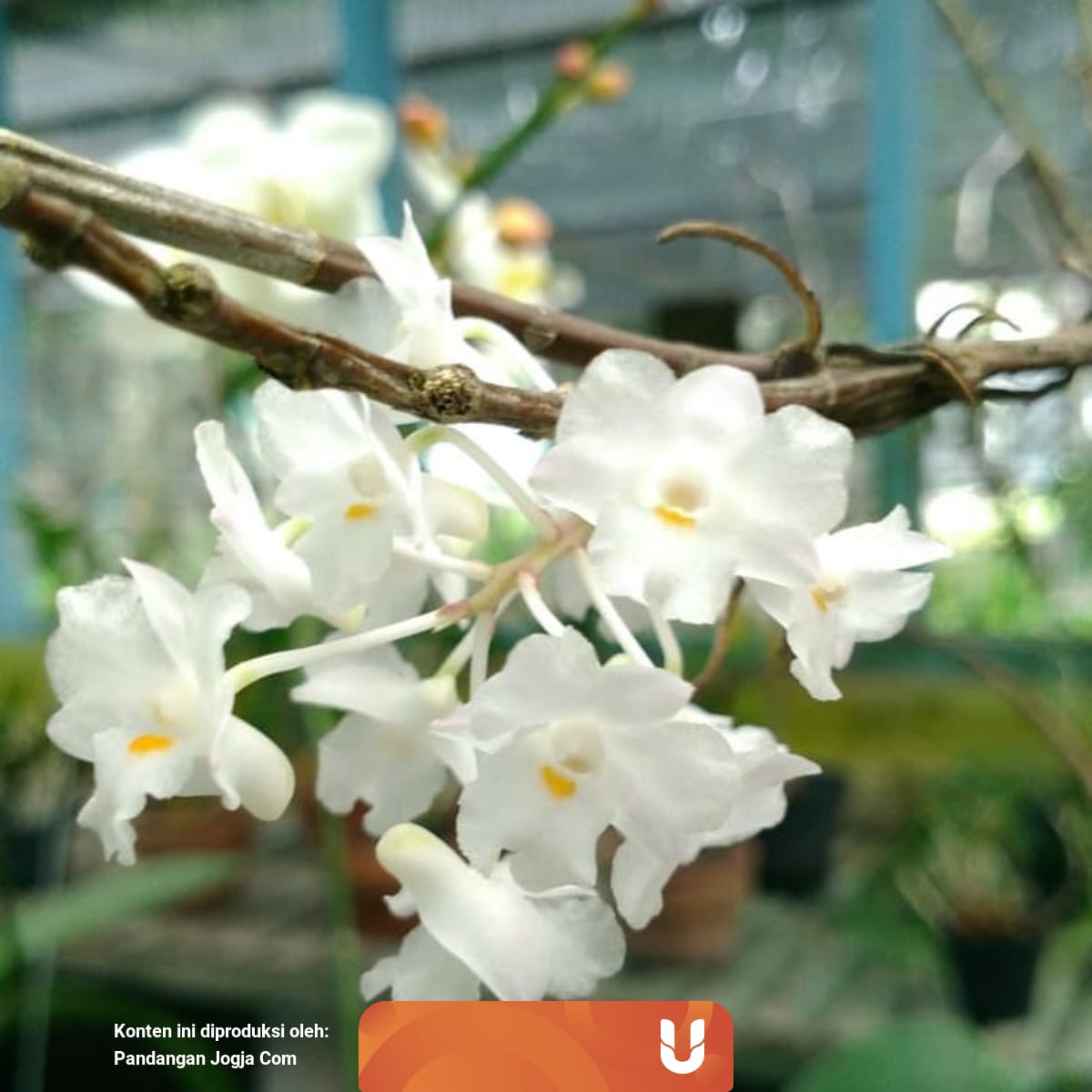 Saat Masa Pandemi Bunga Anggrek Di Ugm Bermekaran Lebih Indah Kumparan Com