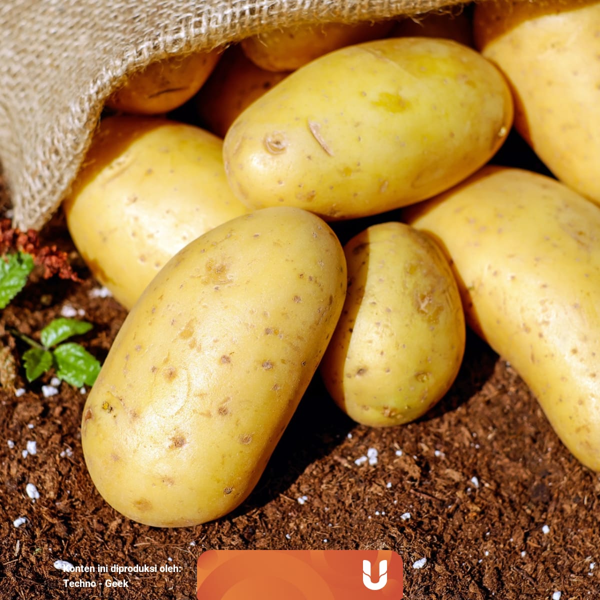 6 Tanaman Pangan Sebagai Alternatif Pengganti Padi Kumparan Com