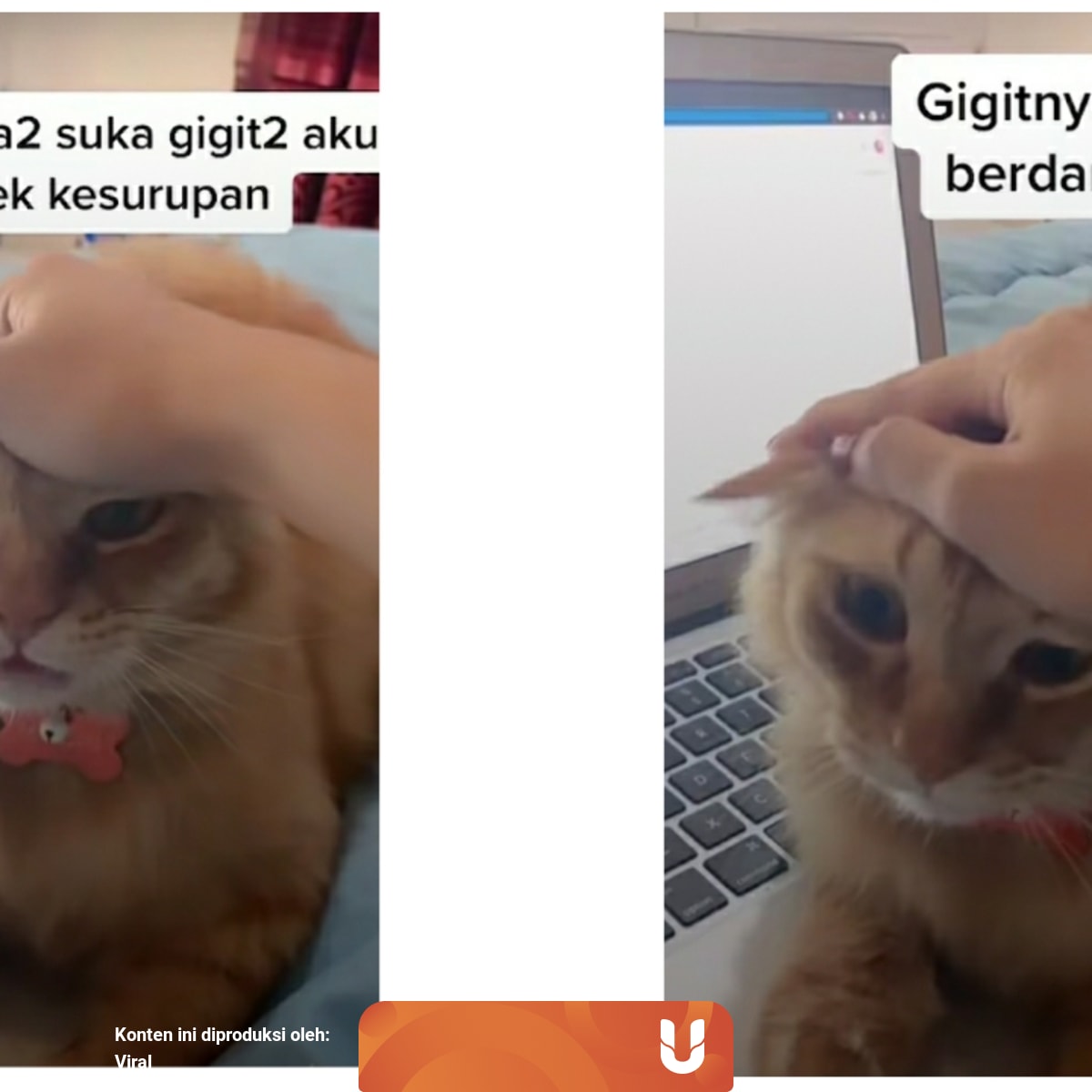 Ayat Besi Kursani Kucing Merah