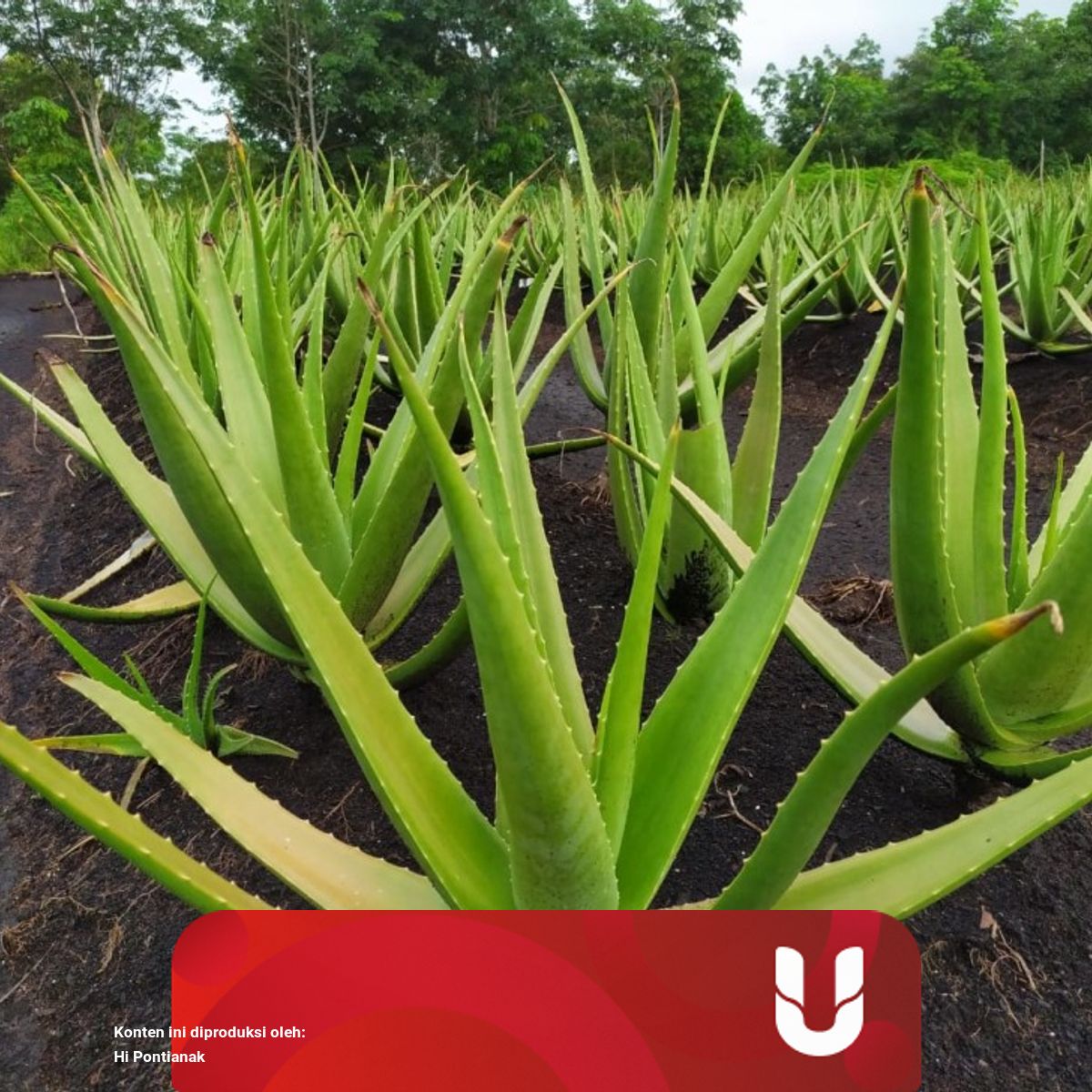 6 Khasiat Tanaman Lidah Buaya Kumparan Com