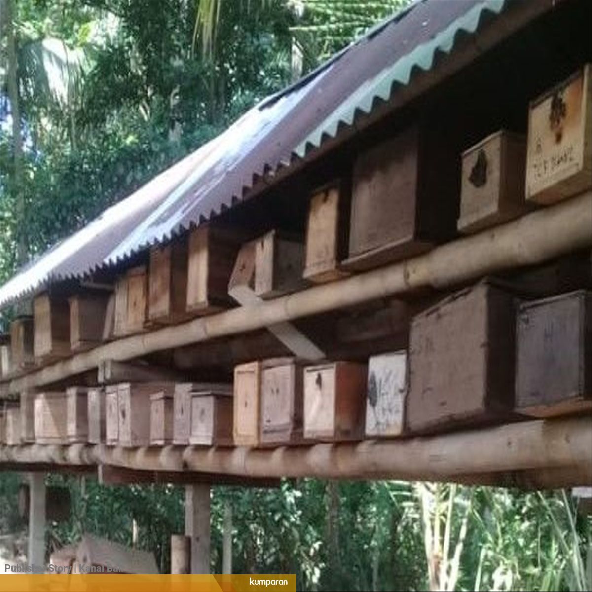 Budidaya Madu Kele Kele Yang Menggiurkan Di Jembrana Kumparan Com