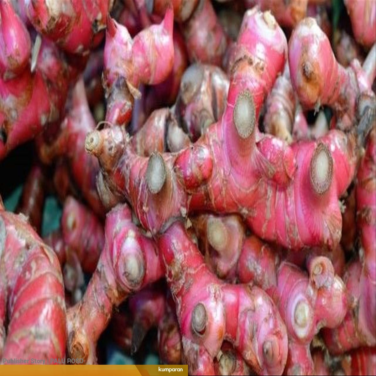 Harga Jahe Merah Di Palu Tembus Rp 100 Ribu Per Kg Kumparan Com