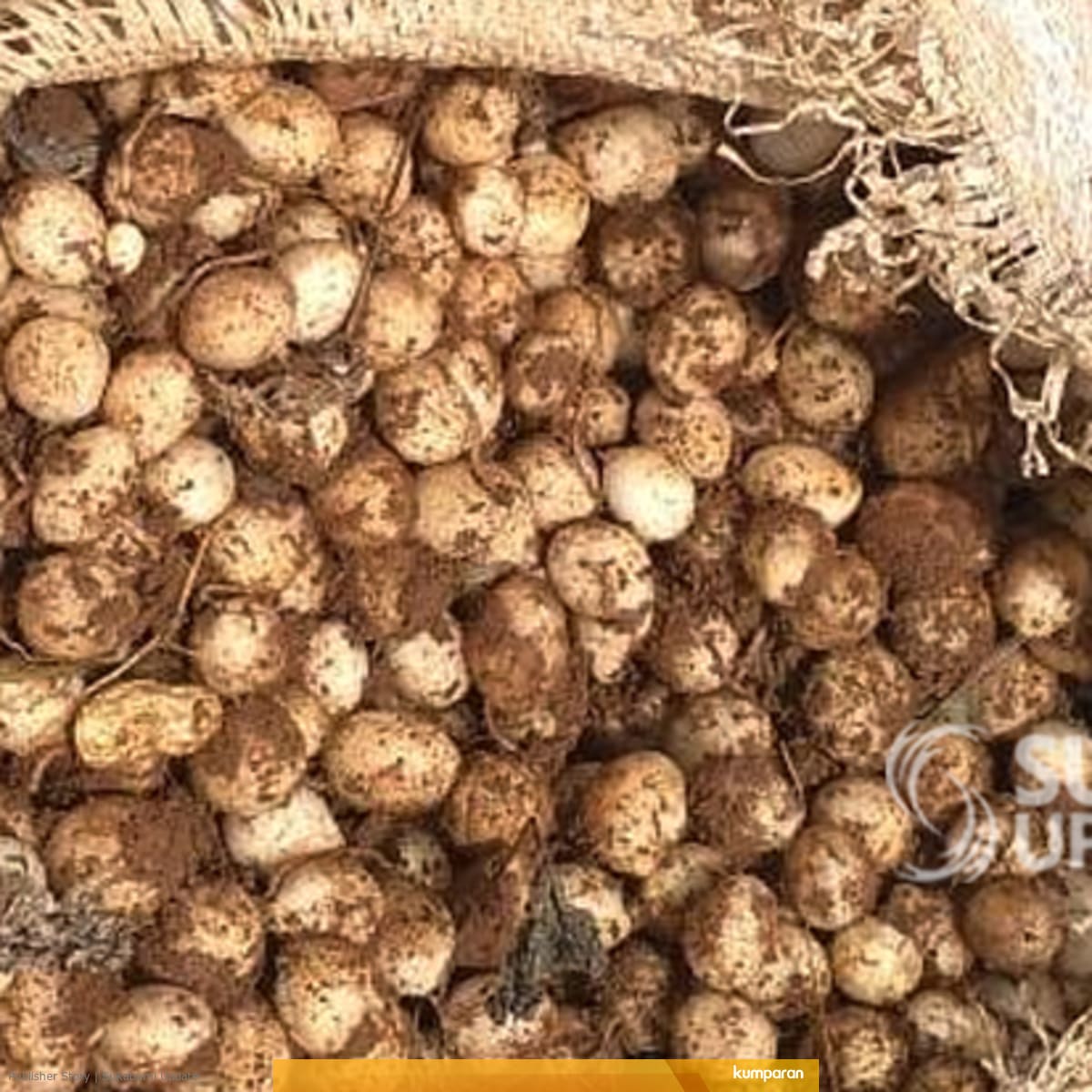 Petani Nangerang Sukabumi Semringah Panen Raya Kacang Tanah