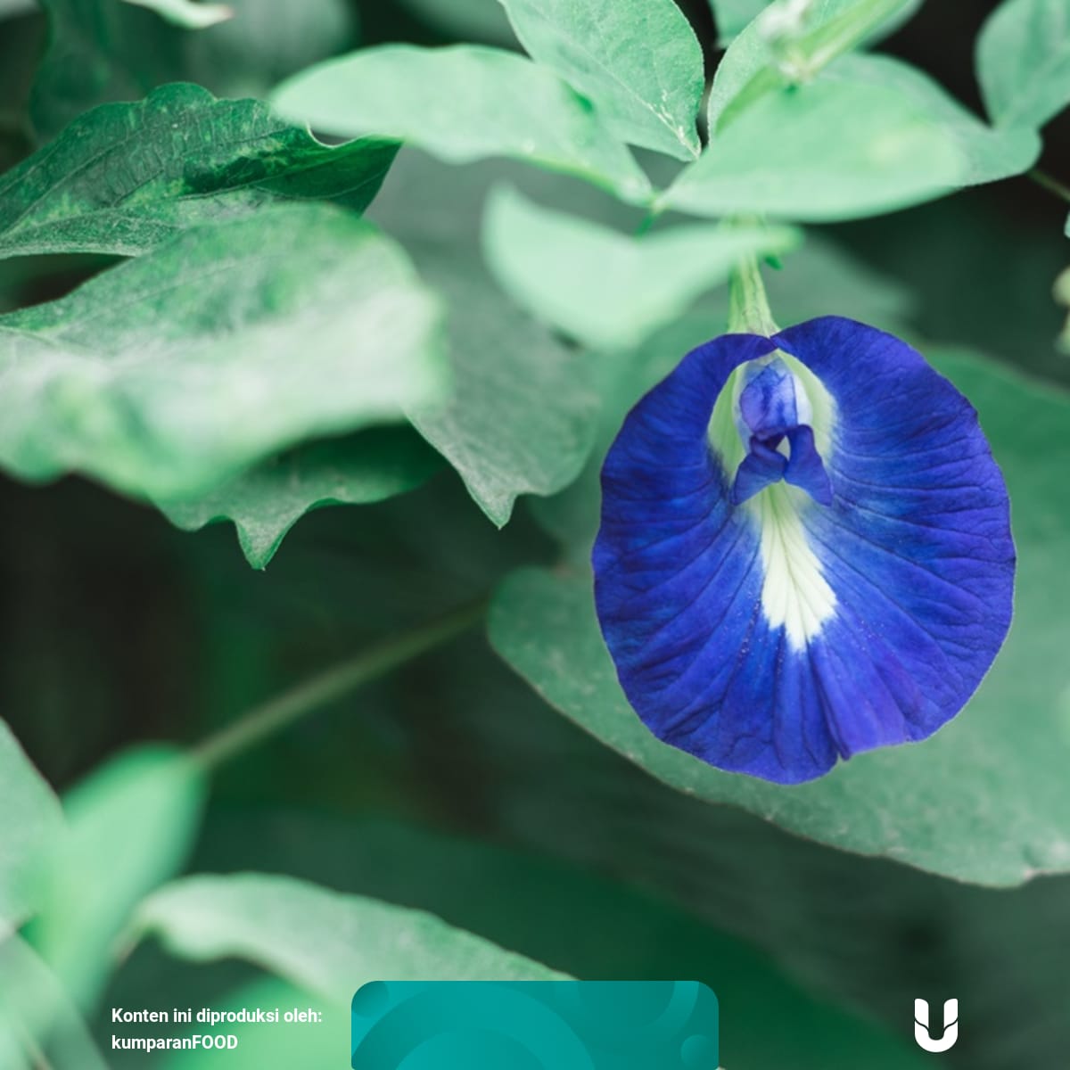 6 Manfaat Bunga Telang Si Biru Cantik Yang Baik Untuk Kesehatan Kumparan Com