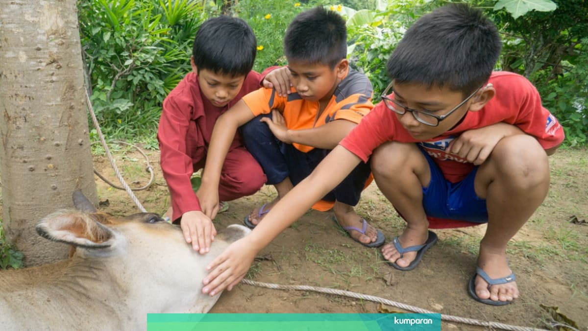 Bolehkah Anak Melihat Pemotongan Hewan Kurban Ini Saran Psikolog Kumparan Com