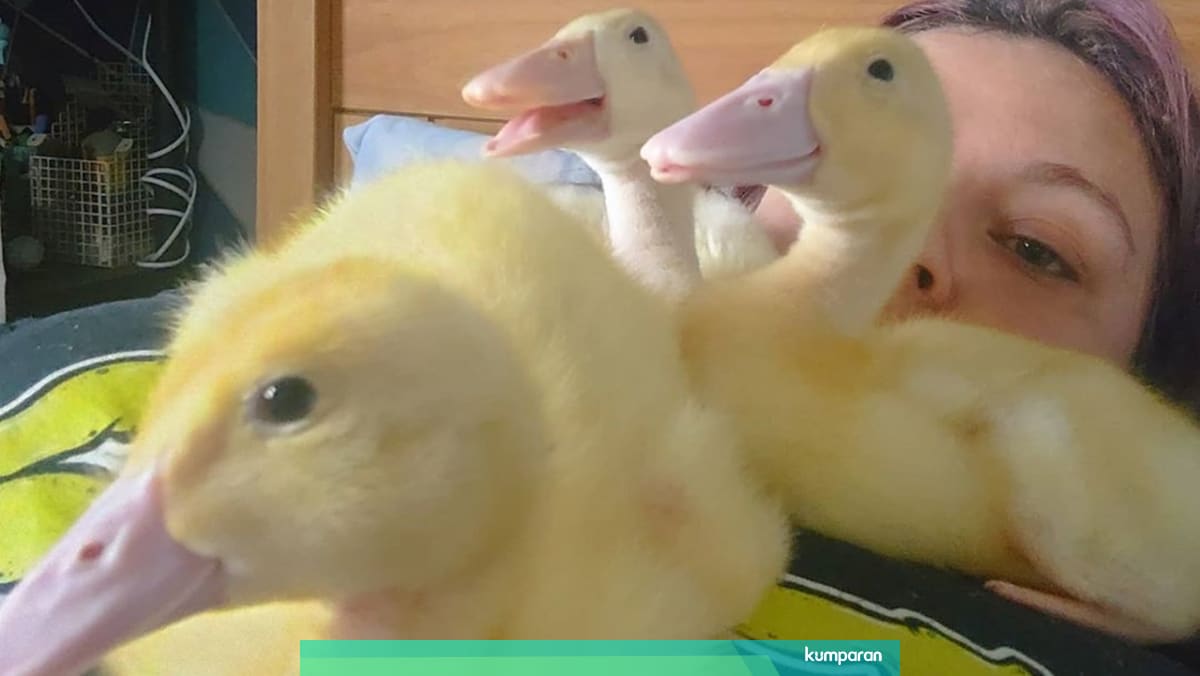 Viral 3 Bebek Ini Menetas Dari Telur Yang Dibeli Di Supermarket Kumparan Com