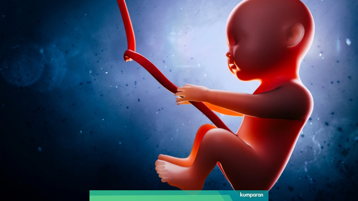 Tahap Perkembangan Jenis Kelamin Bayi Dalam Kandungan Kumparan Com