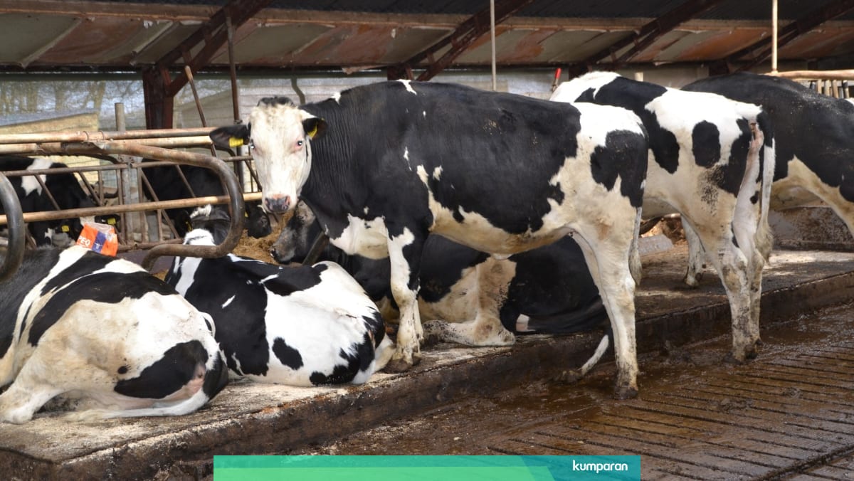 Pengembangan Peternakan Sapi Perah Di Malang Terhambat Minimnya